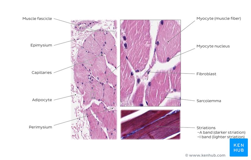 Skeletal Muscle Tissue Histology Kenhub
