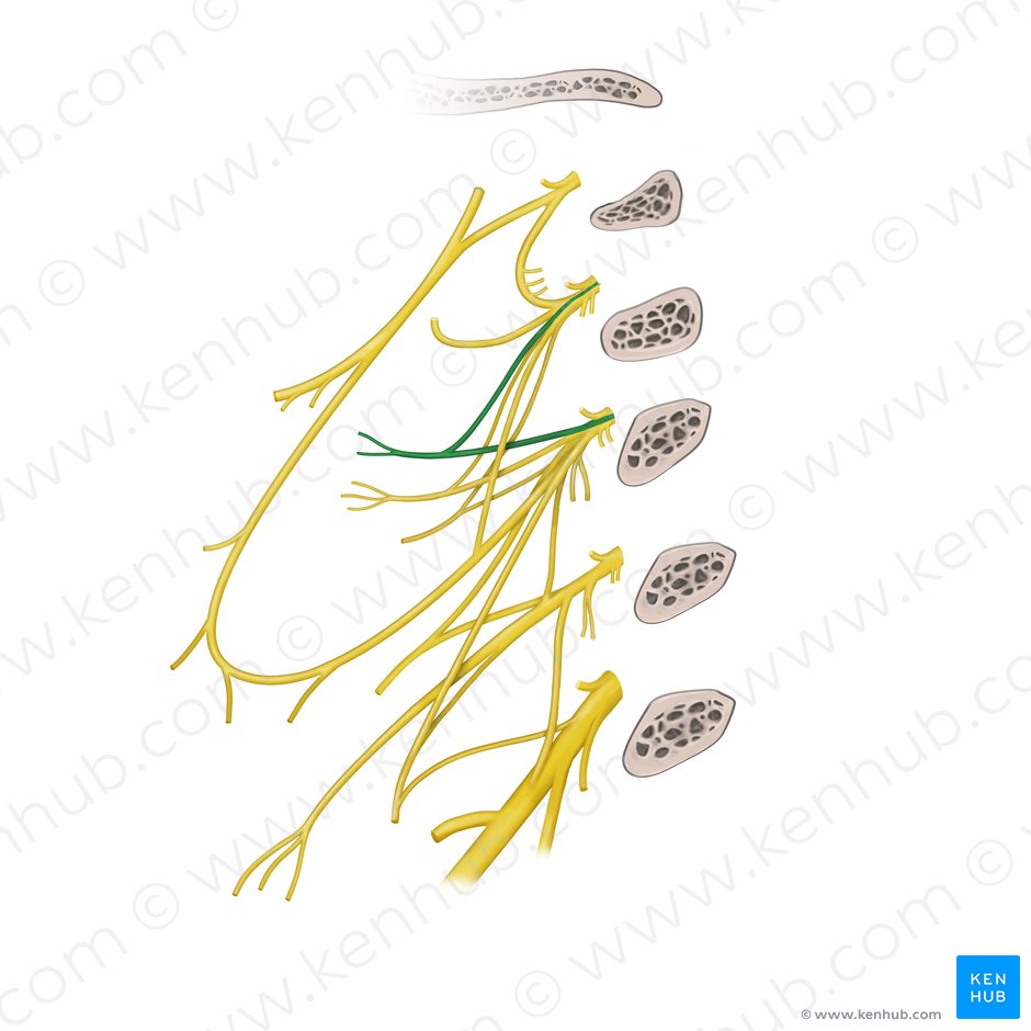 Nervio auricular mayor (Nervus auricularis magnus); Imagen: Begoña Rodriguez