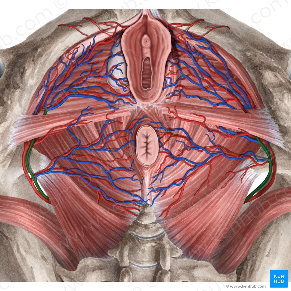 Internal pudendal vein (Vena pudenda interna); Image: Rebecca Betts