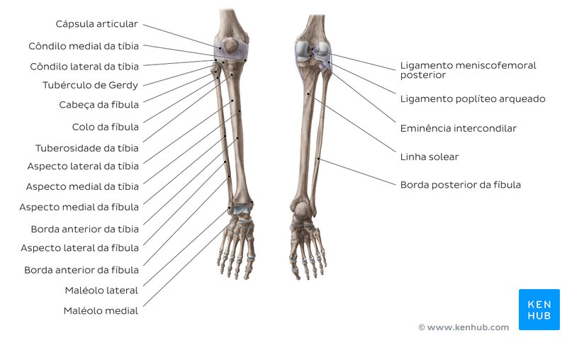 Anatomia da perna e do joelho - ossos e músculos | Kenhub