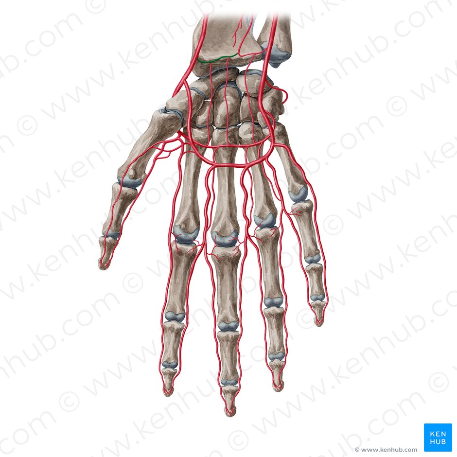 Rama carpiana palmar de la arteria radial (Ramus carpeus palmaris arteriae radialis); Imagen: Yousun Koh