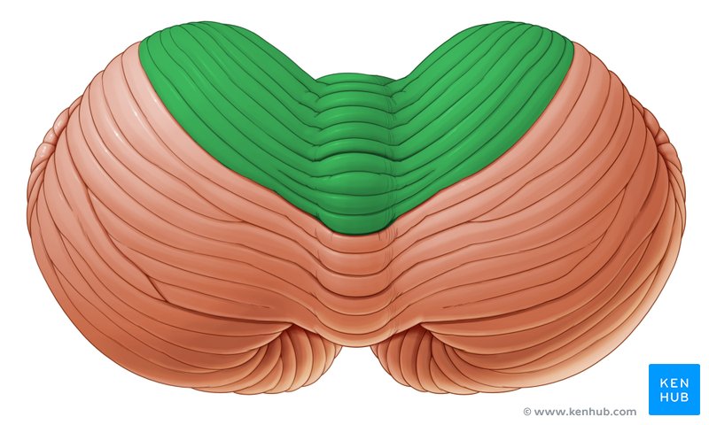 Anterior lobe of cerebellum - dorsal view