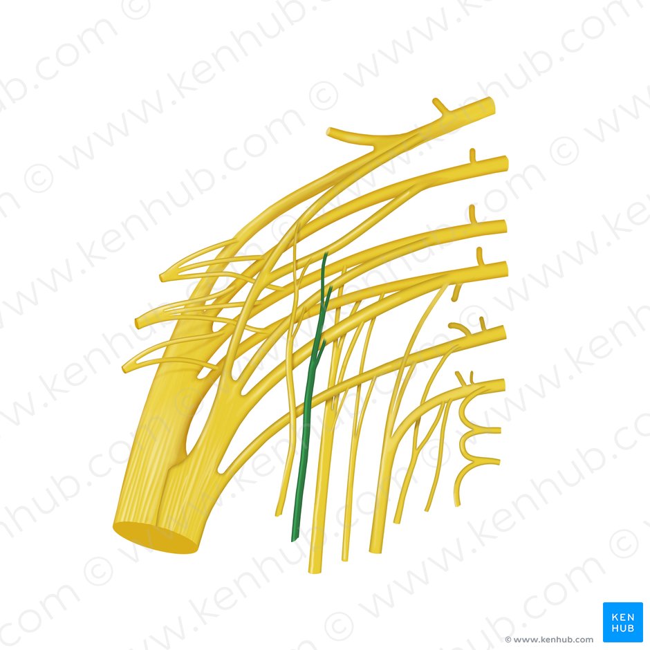 Nervo para o músculo obturador interno (Nervus musculi obturatorii internii); Imagem: Begoña Rodriguez