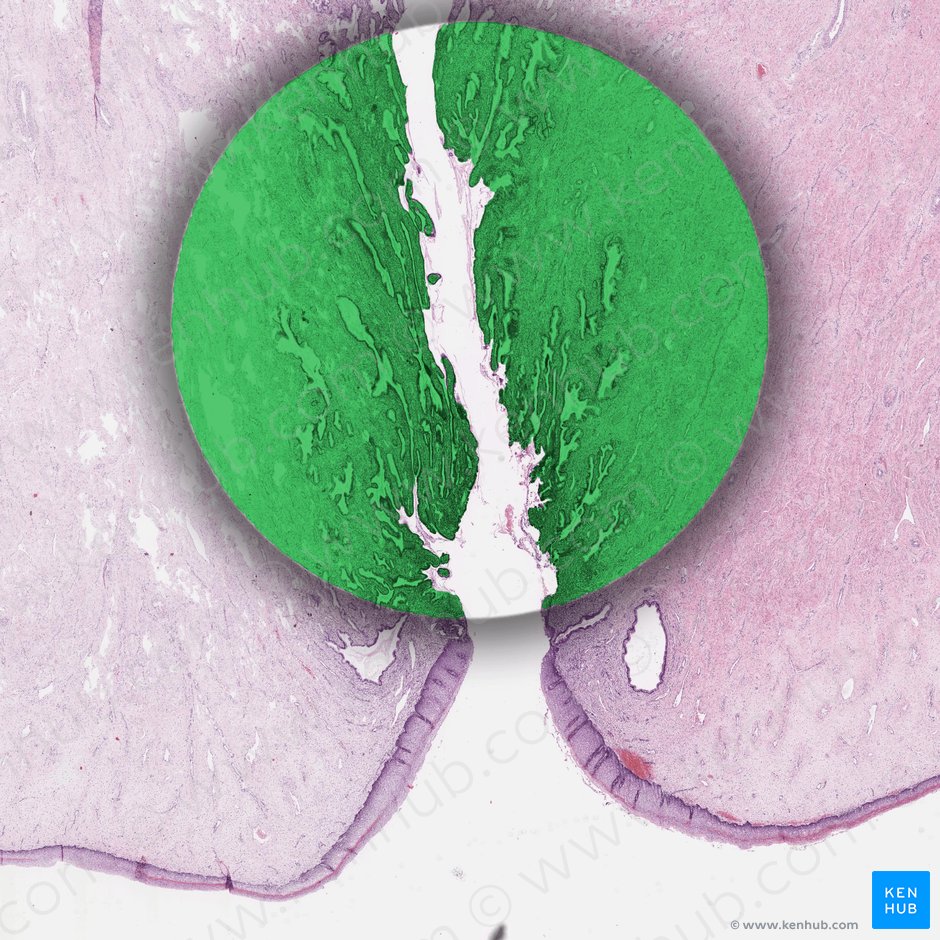 Uterus: Anatomy, blood supply, histology, functions | Kenhub