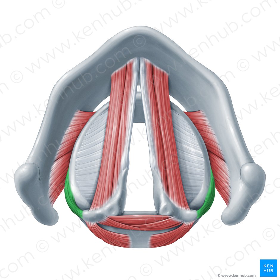 Lateral cricoarytenoid muscle (Musculus cricoarytenoideus lateralis); Image: Paul Kim