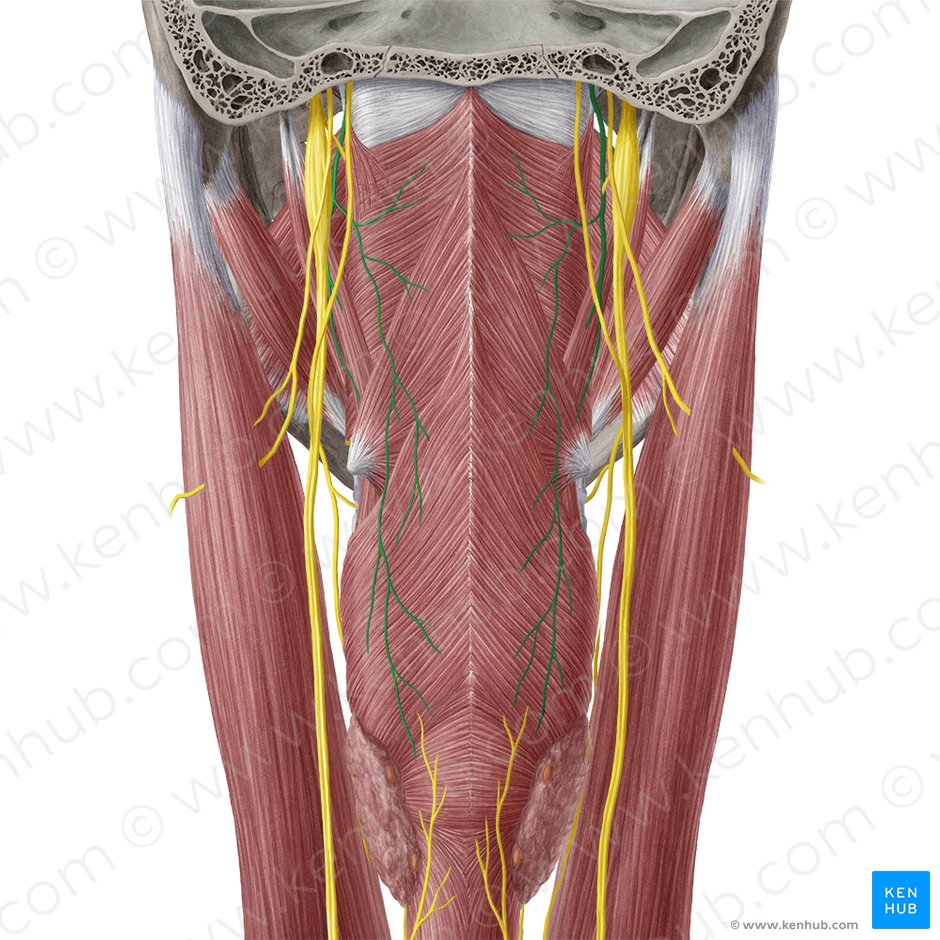 Glossopharyngeal nerve (Nervus glossopharyngeus); Image: Yousun Koh