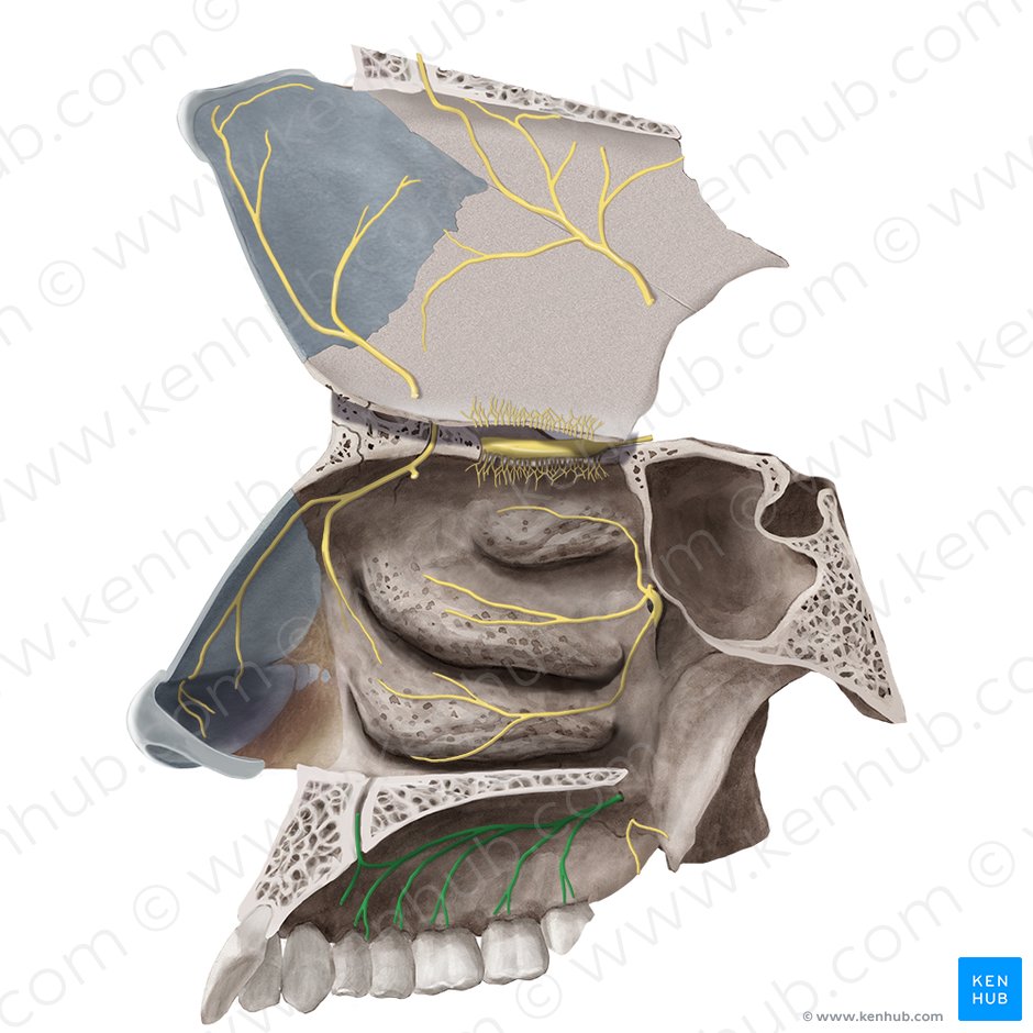 Greater palatine nerve (Nervus palatinus major); Image: Begoña Rodriguez