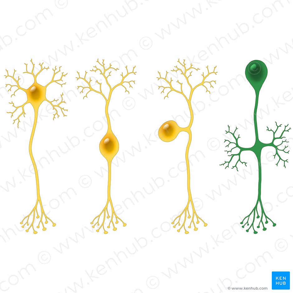 Neurônio unipolar (Neuron unipolare); Imagem: Paul Kim