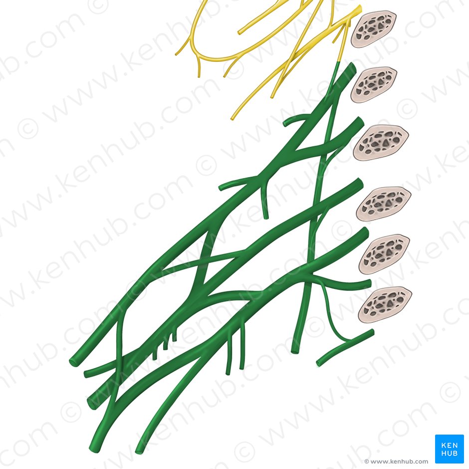 Plexo braquial (Plexus brachialis); Imagem: Begoña Rodriguez