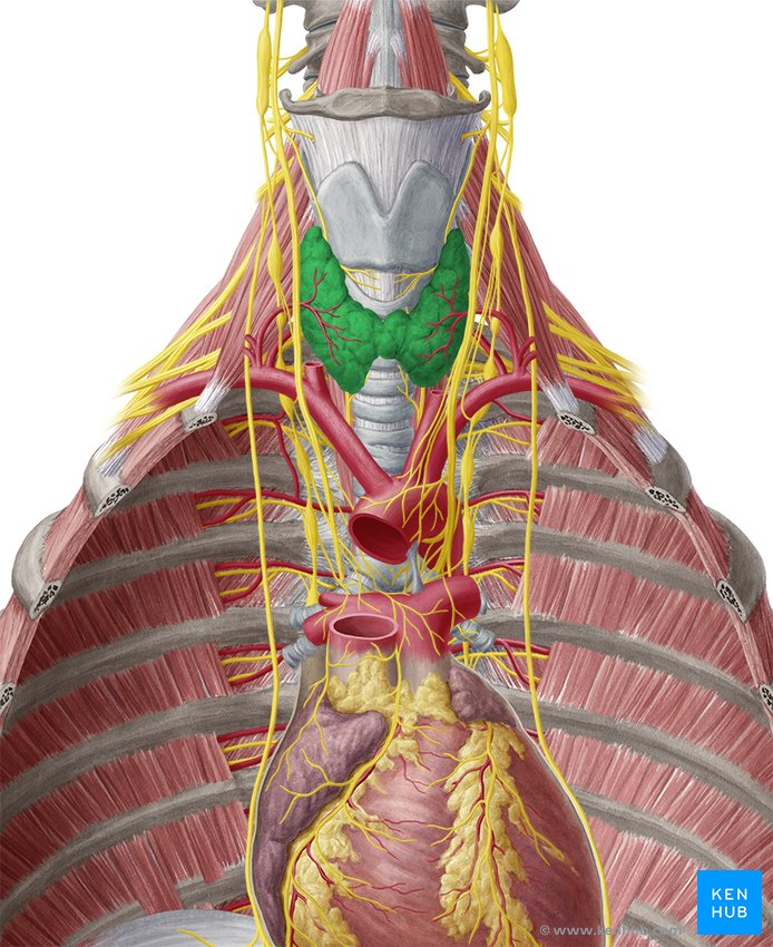 Thyroid gland anatomy and hyperthyroidism | Kenhub