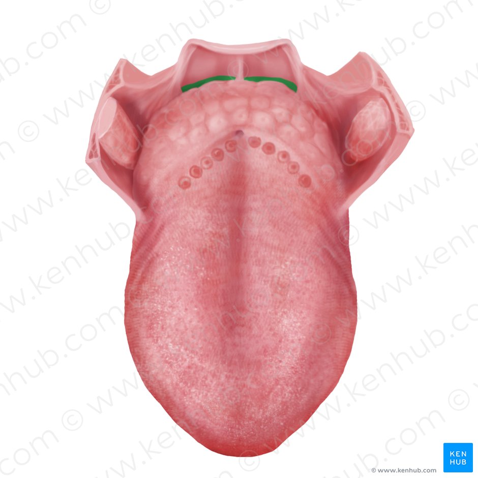 Vallécula epiglótica (Vallecula epiglottica); Imagen: Begoña Rodriguez