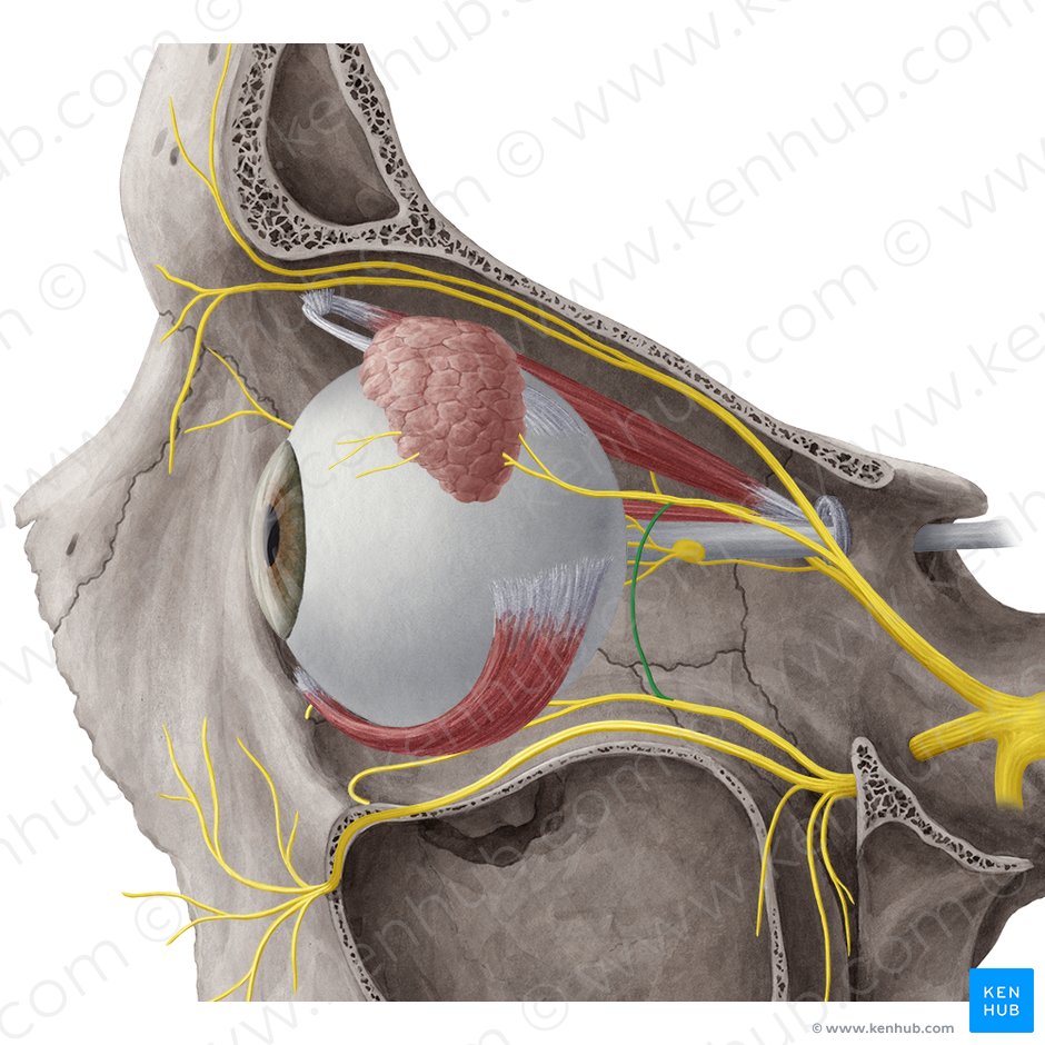 Communicating branch of zygomatic nerve to lacrimal nerve (Ramus communicans lacrimalis nervi zygomatici); Image: Yousun Koh