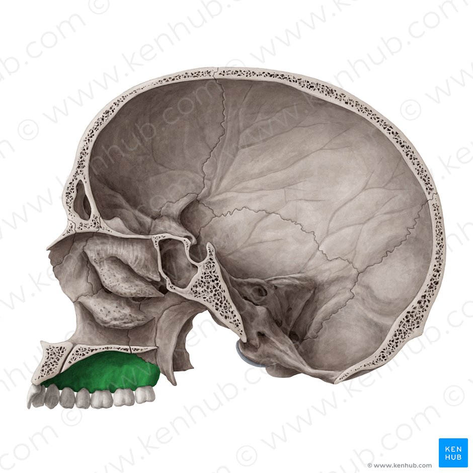 Processus alveolaris maxillae (Alveolarfortsatz des Oberkieferknochens); Bild: Yousun Koh