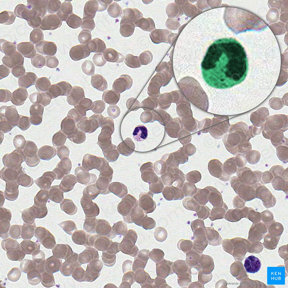 Célula neutrófila en banda (Granulocytus neutrophilus non segmentonuclearis); Imagen: 
