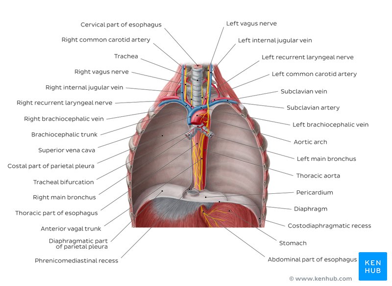 Esophagus Anatomy Sphincters Arteries Veins Nerves Kenhub