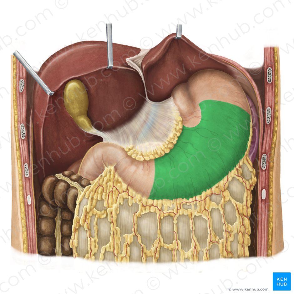Body of stomach (Corpus gastris); Image: Irina Münstermann