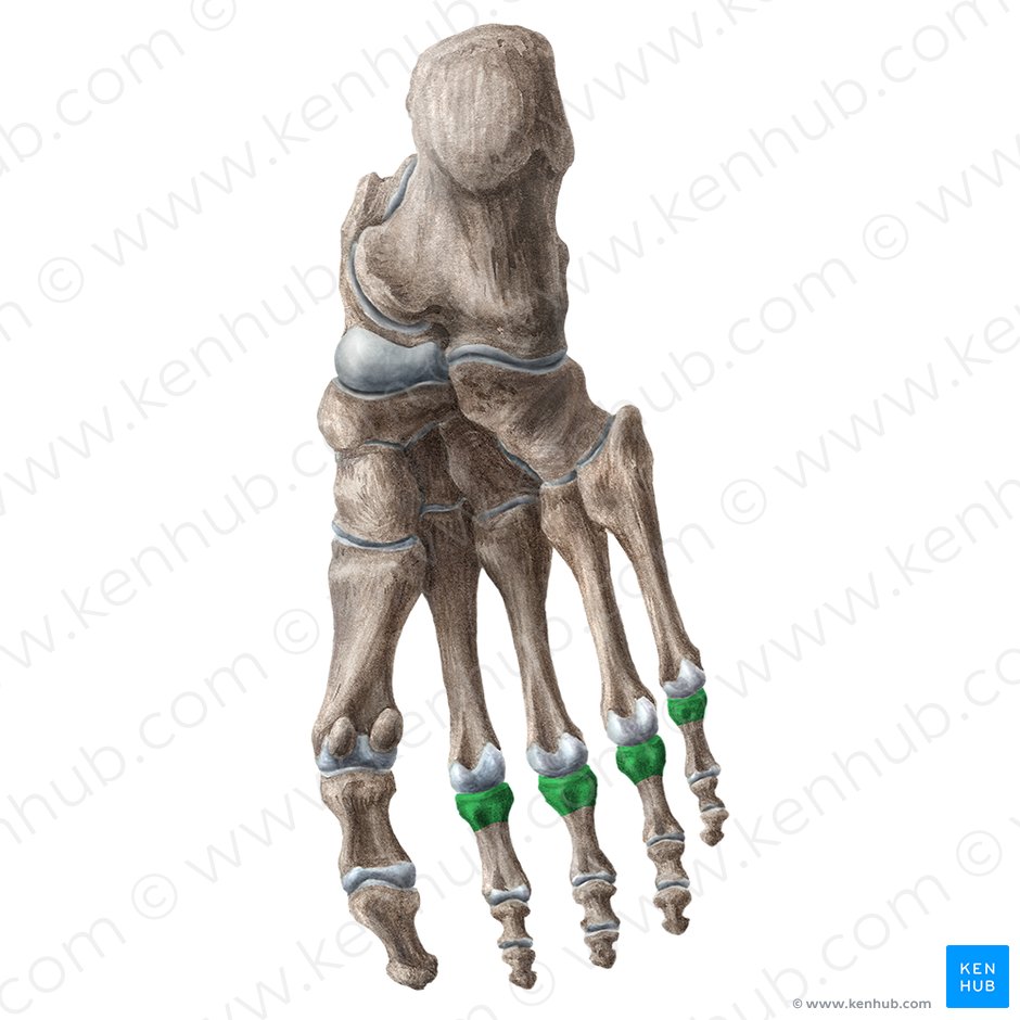 Bases of proximal phalanges of 2nd-5th toes (Bases phalangium proximalium digitorum pedis 2-5); Image: Liene Znotina