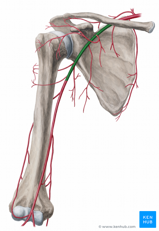 Axillary Artery - Anatomy, Branches and Mnemonics | Kenhub