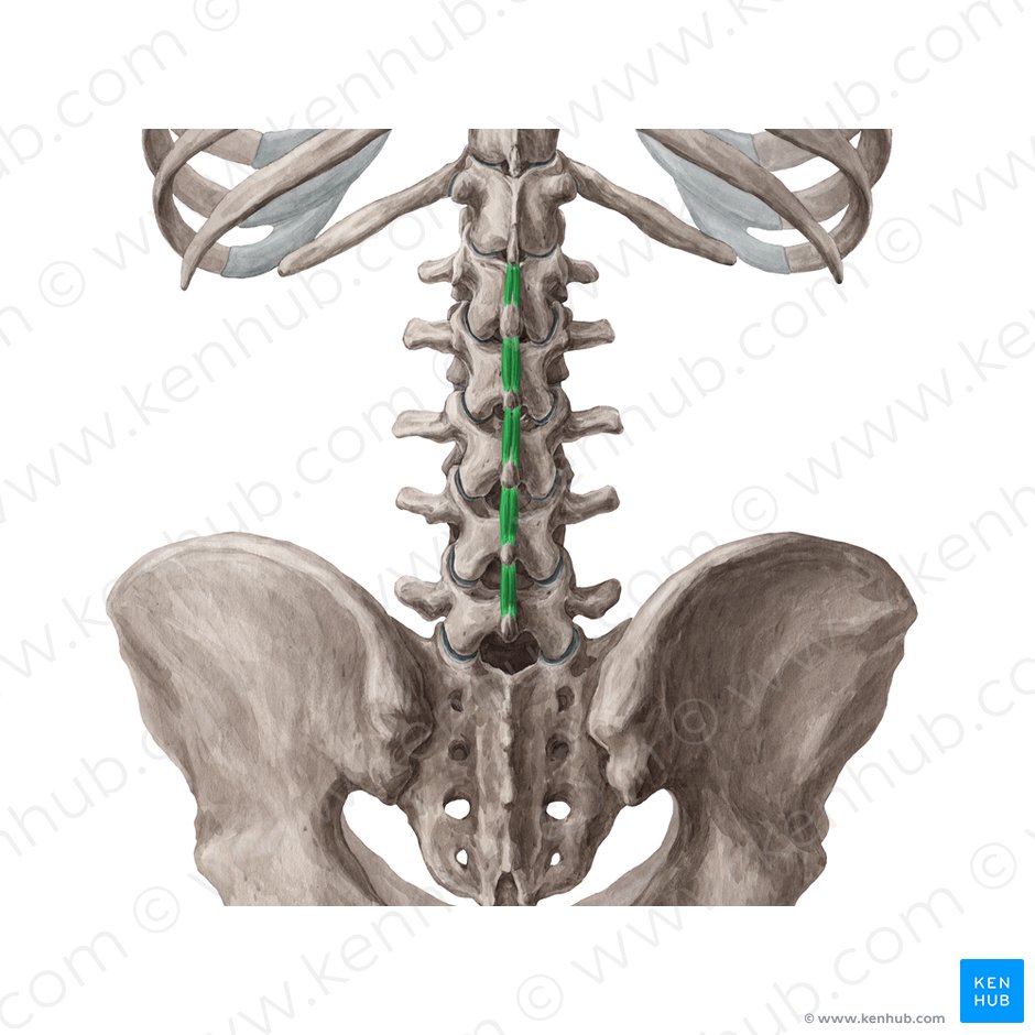 Interspinales lumborum muscles (Musculi interspinales lumborum); Image: Yousun Koh
