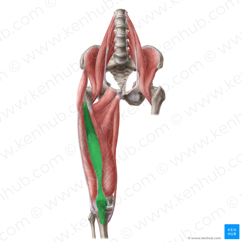 Vastus intermedius muscle (Musculus vastus intermedius); Image: Liene Znotina