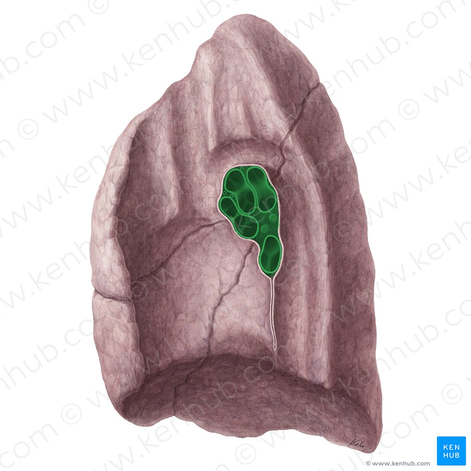 Hilio pulmonar (Hilum pulmonis); Imagen: Yousun Koh
