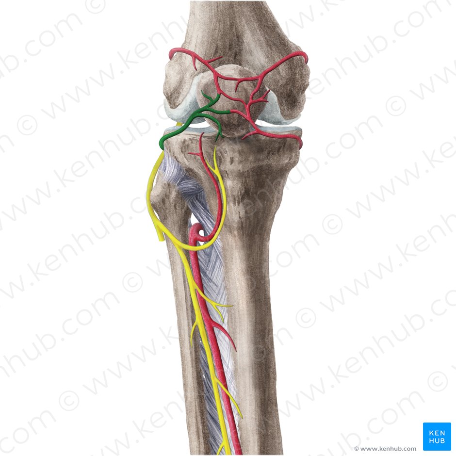 Arteria inferior lateralis genus (Untere äußere Kniearterie); Bild: Liene Znotina