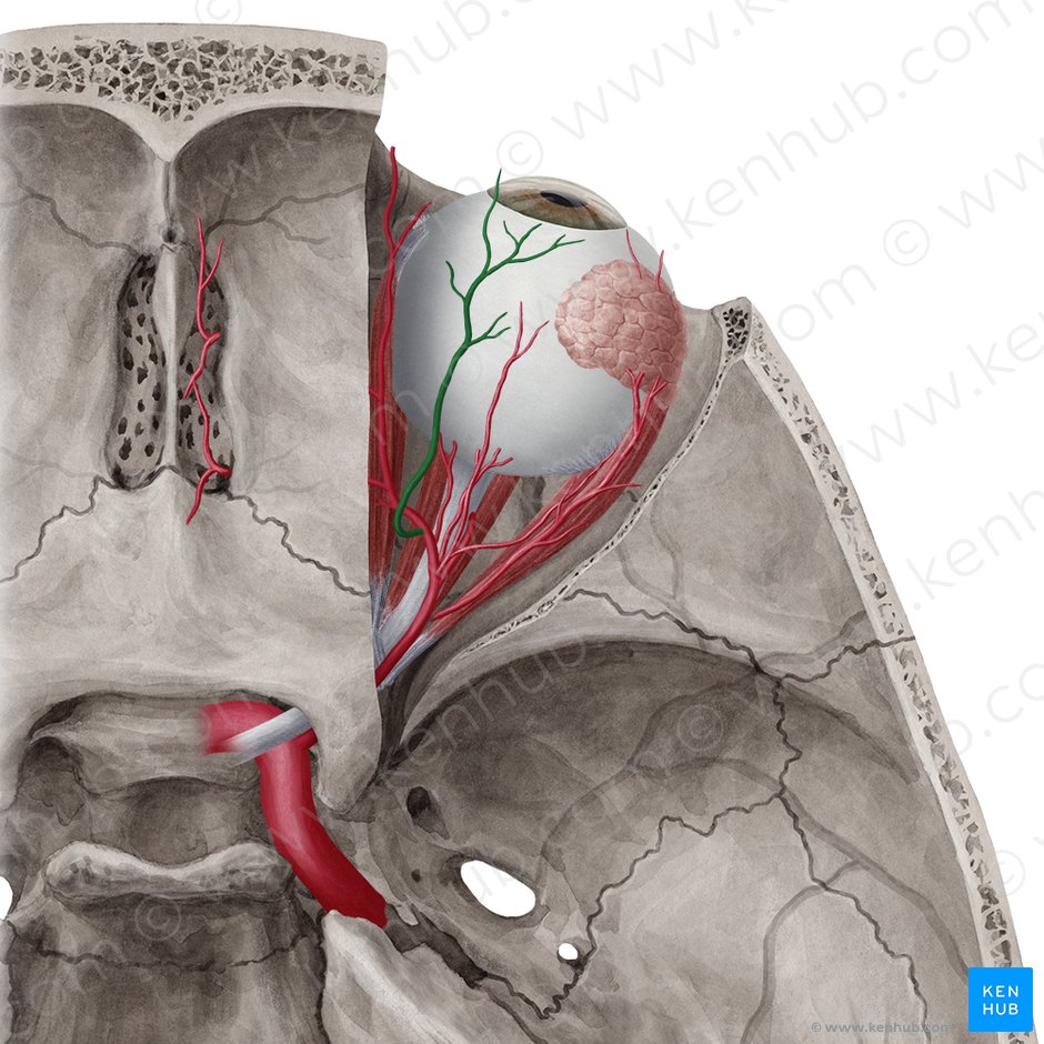 Supraorbital artery (Arteria supraorbitalis); Image: Yousun Koh
