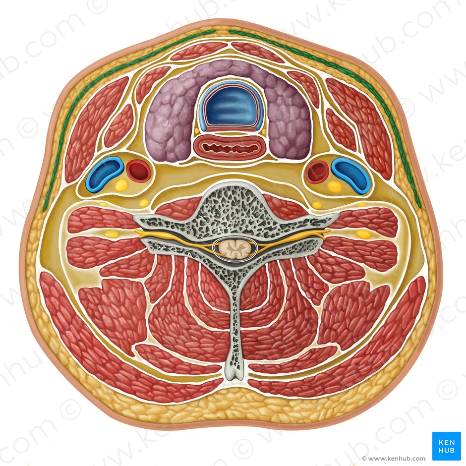 Platysma muscle (Musculus platysma); Image: Irina Münstermann