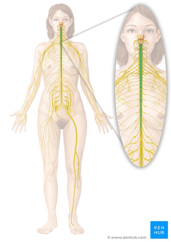 Spinal cord: Ventral view