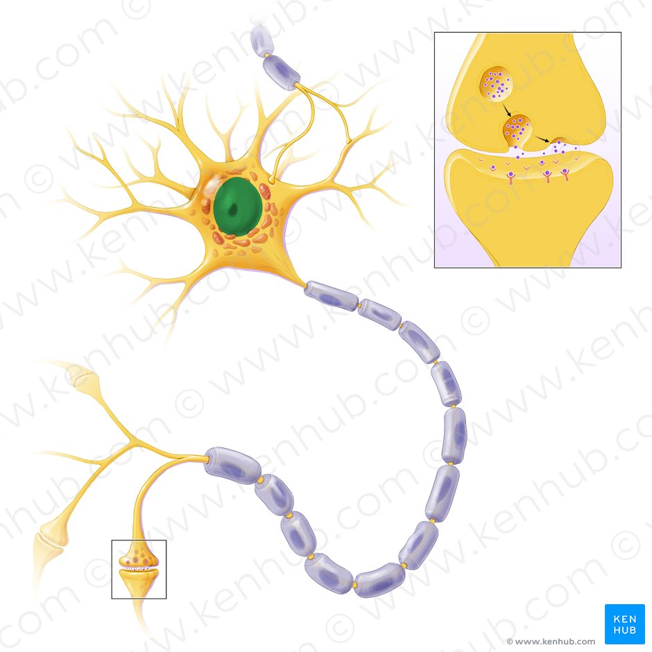 Núcleo de la neurona (Nucleus neuronalis); Imagen: Paul Kim