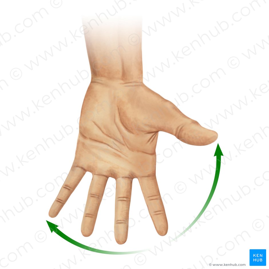 Abduction of fingers (Abductio digitorum manus); Image: Paul Kim