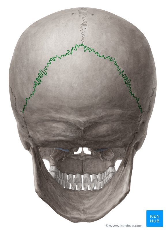 Accessory bones of the skull: Anatomy | Kenhub