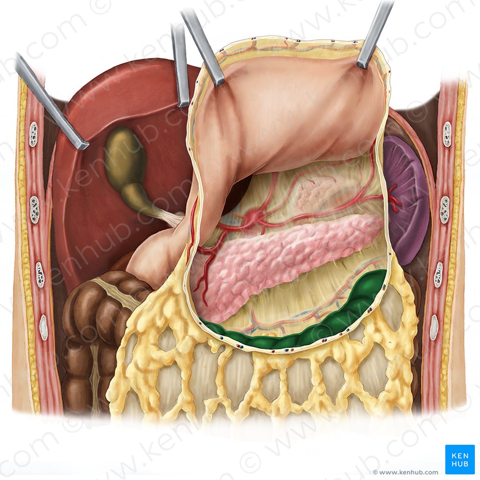 Transverse colon (Colon transversum); Image: Esther Gollan