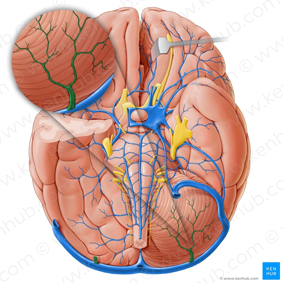 Cerebellar vein (Vena cerebelli); Image: Paul Kim