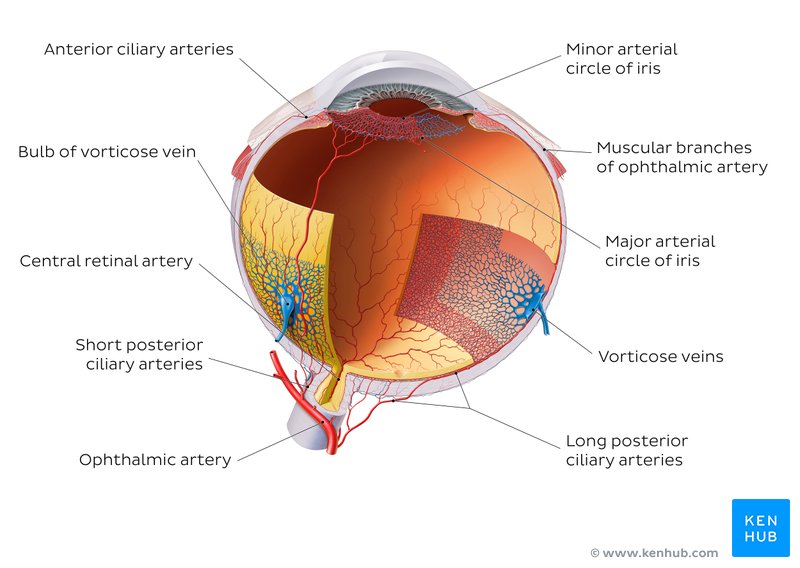 Blood Vessels And Nerves Of The Eye Anatomy Kenhub