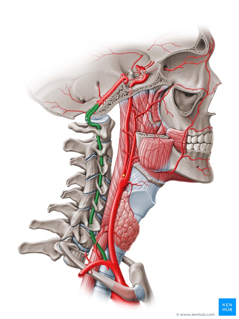 Vertebral artery - Course, Segments, Branches | Kenhub