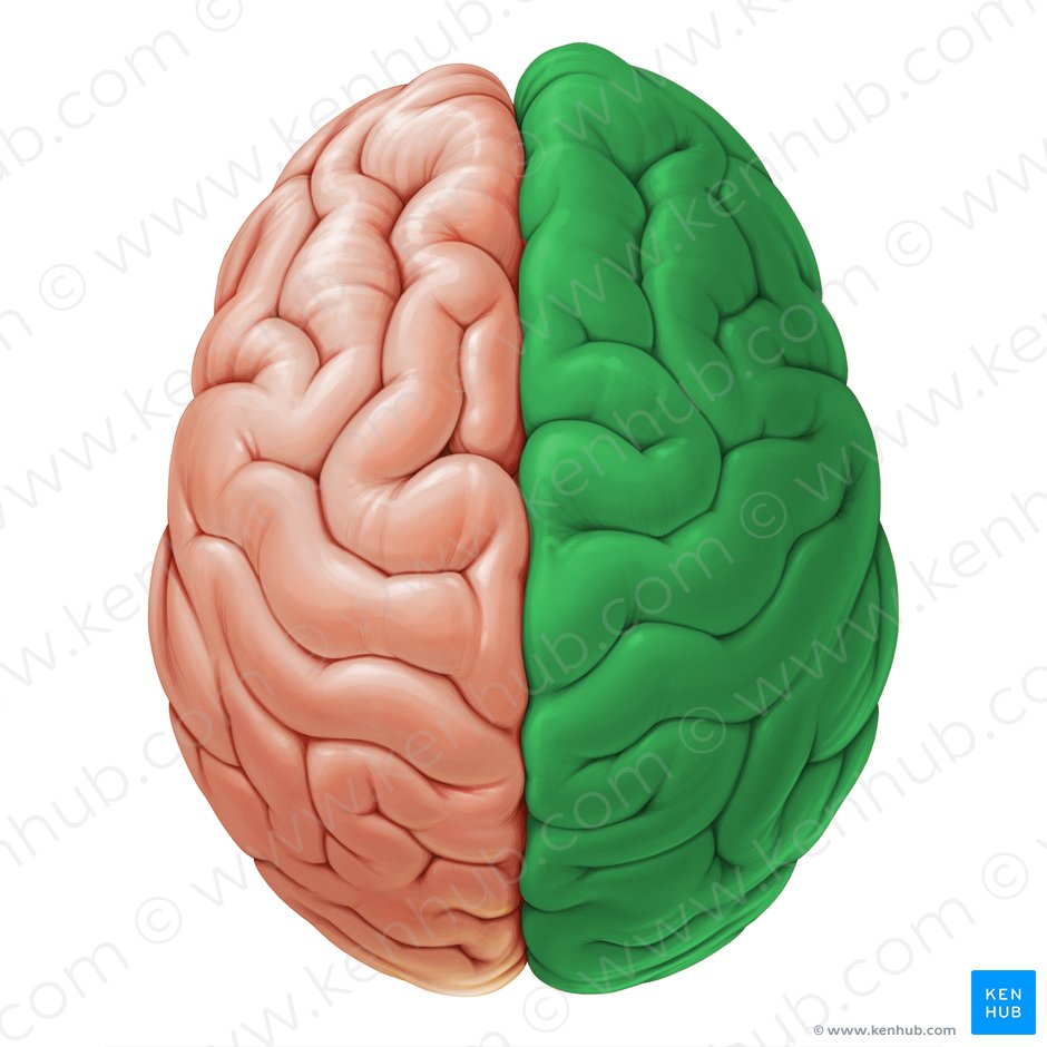 Right cerebral hemisphere (Hemisphaerium dextrum cerebri); Image: Paul Kim