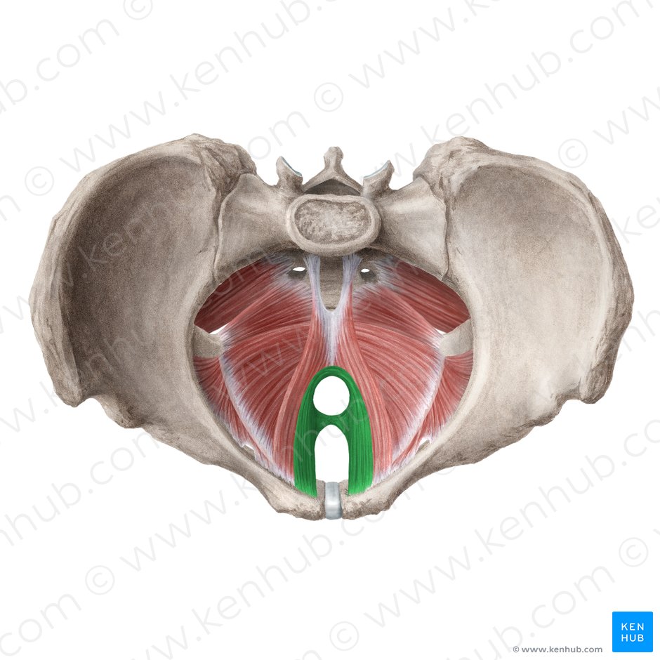 Músculo puborrectal (Musculus puborectalis); Imagen: Liene Znotina