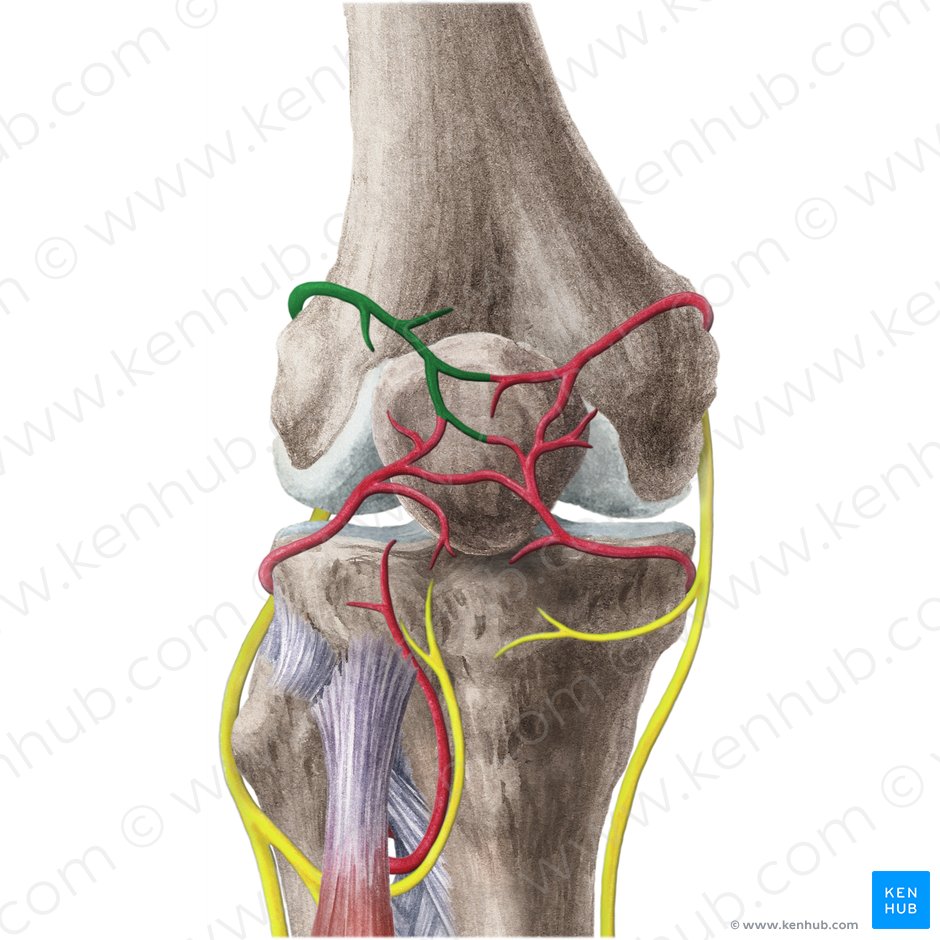 Arteria superior lateral de la rodilla (Arteria superior lateralis genus); Imagen: Liene Znotina