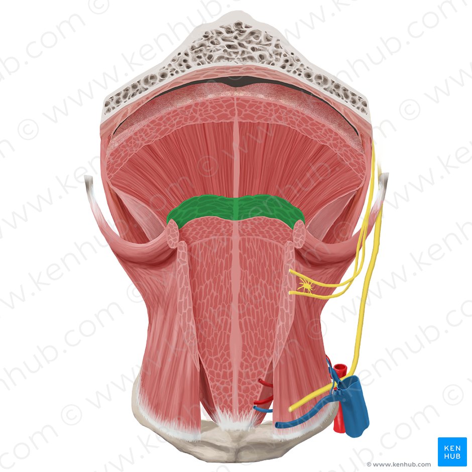 Transverse muscle of tongue (Musculus transversus linguae); Image: Begoña Rodriguez