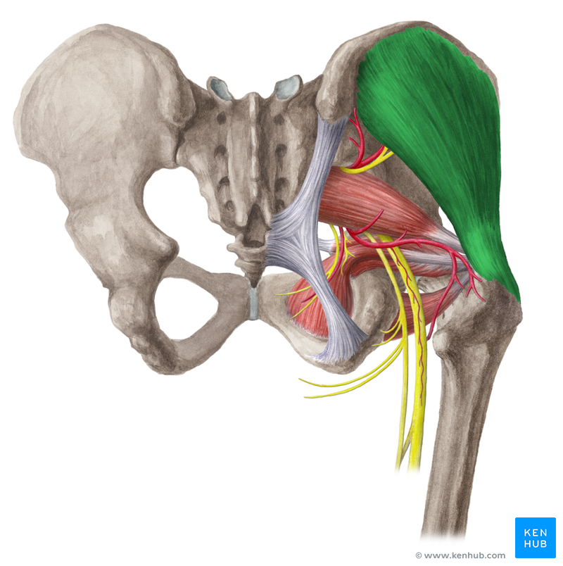 Gluteus medius and minimus Muscle - Anatomy and Function | Kenhub