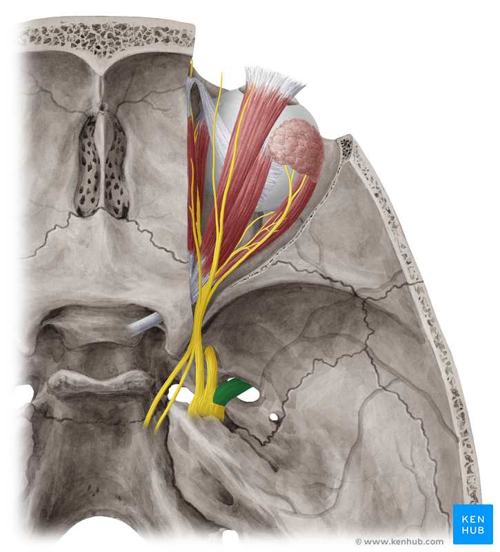 Mandibular Nerve - a Branch of the Trigeminal Nerve | Kenhub