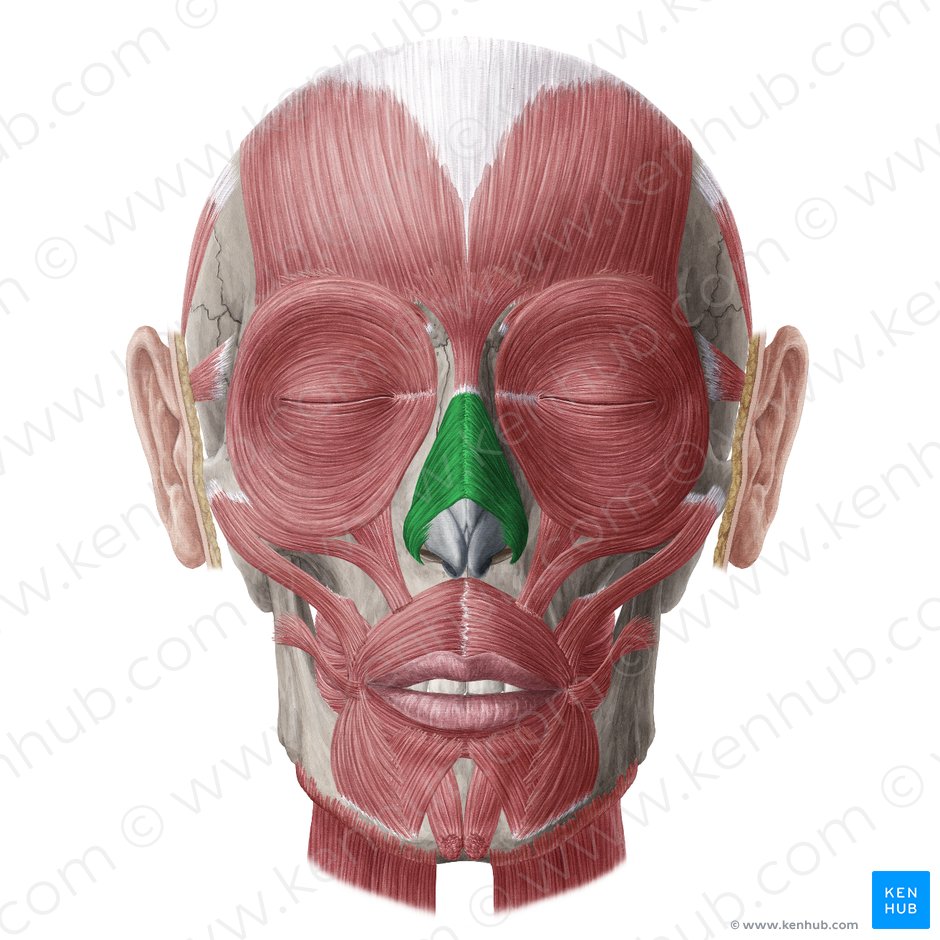 Nasalis muscle (Musculus nasalis); Image: Yousun Koh