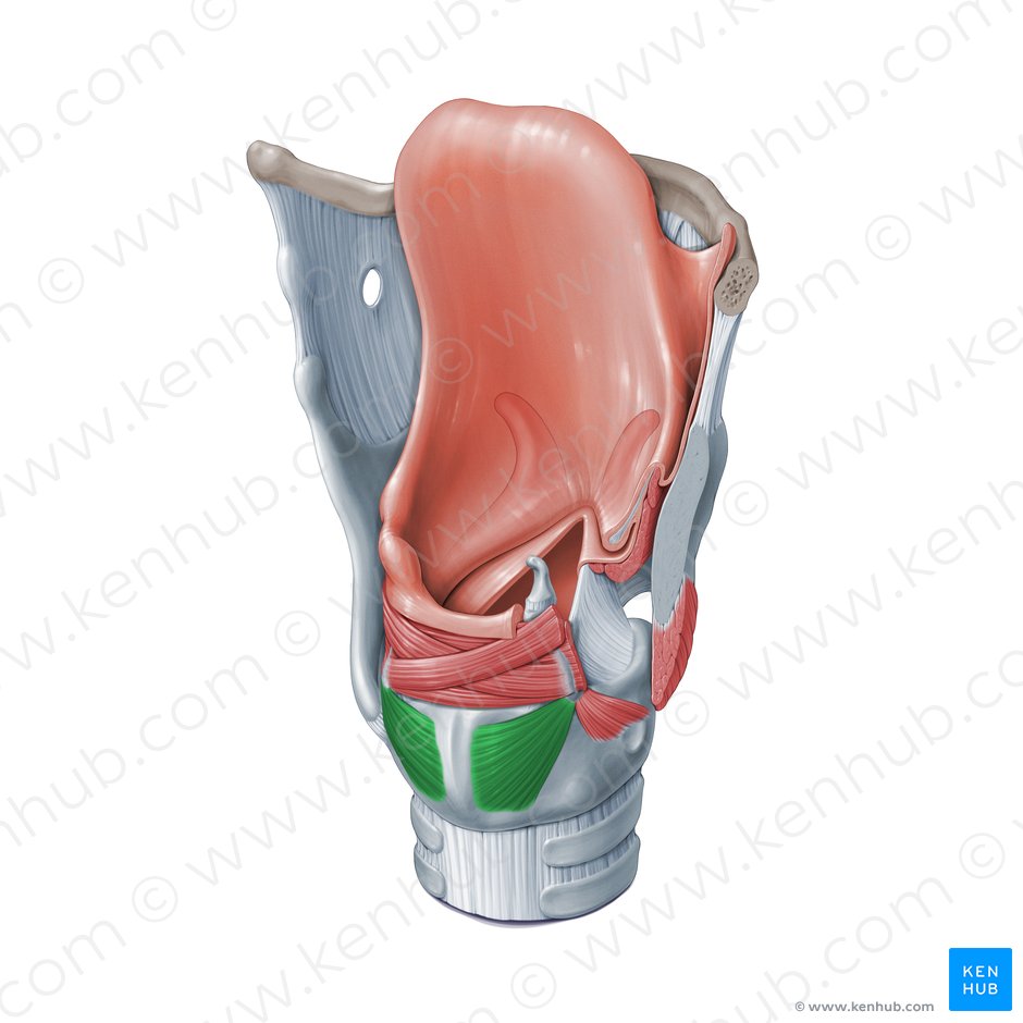 Posterior cricoarytenoid muscle (Musculus cricoarytenoideus posterior); Image: Paul Kim