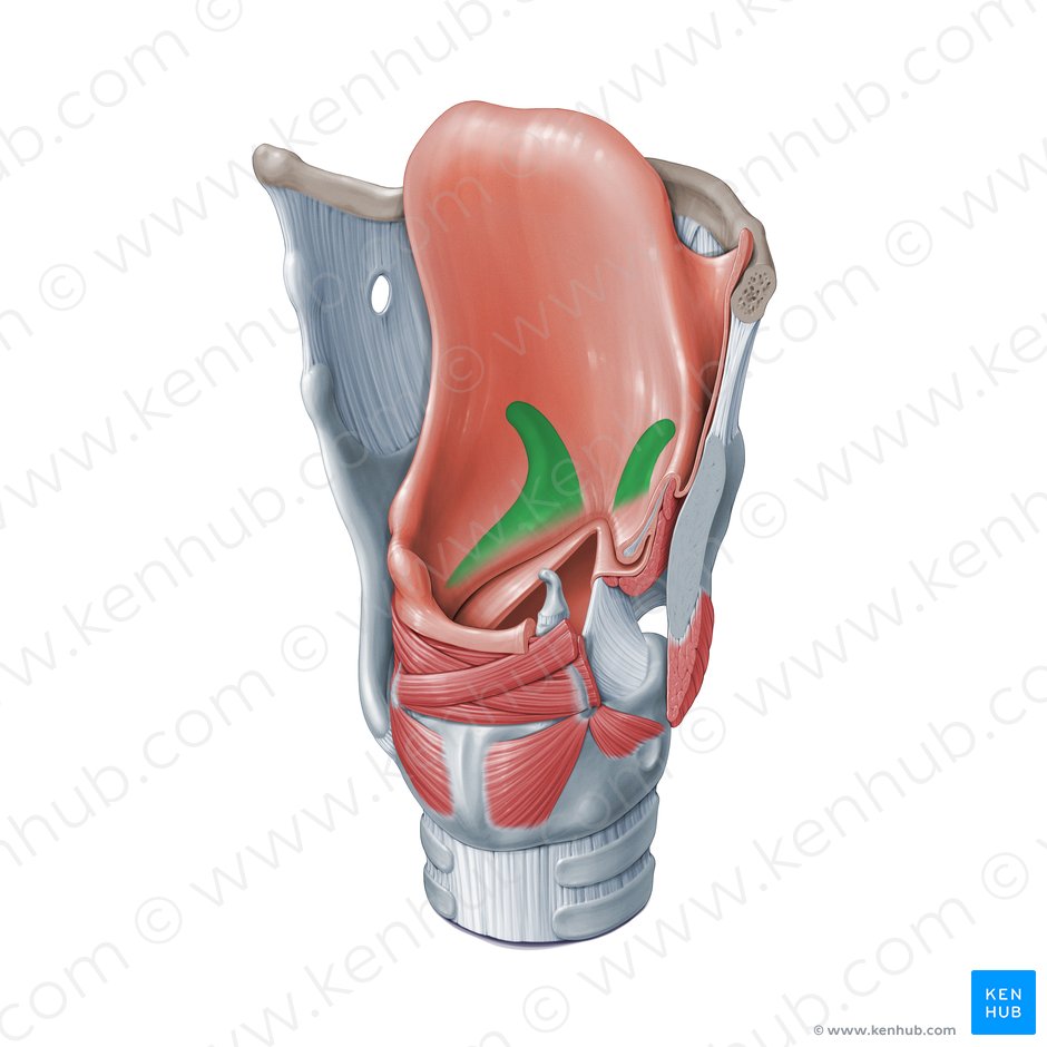 Laryngeal saccule (Sacculus laryngis); Image: Paul Kim