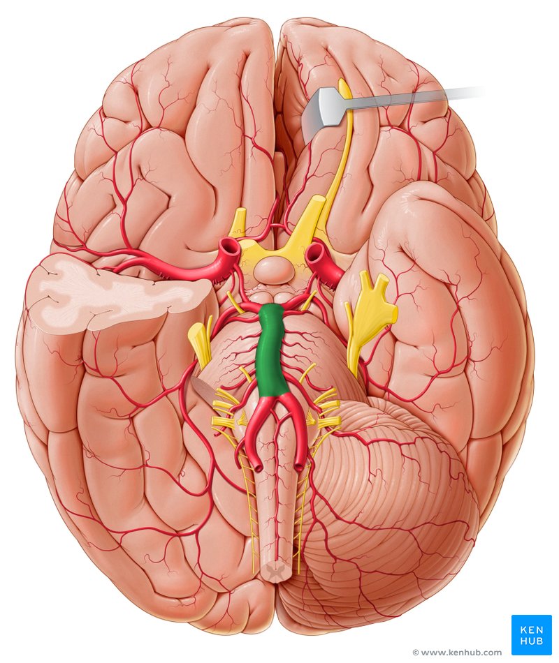 Basilar artery: Anatomy, course and branches | Kenhub