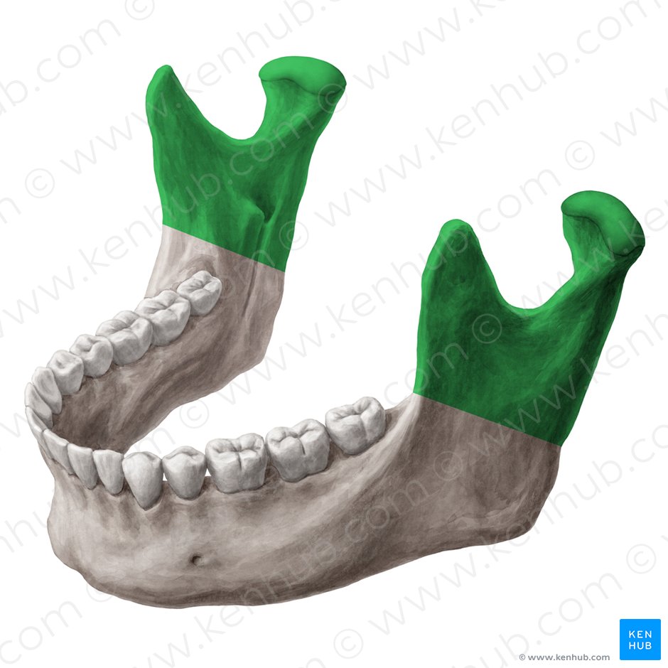 Rama de la mandíbula (Ramus mandibulae); Imagen: Yousun Koh
