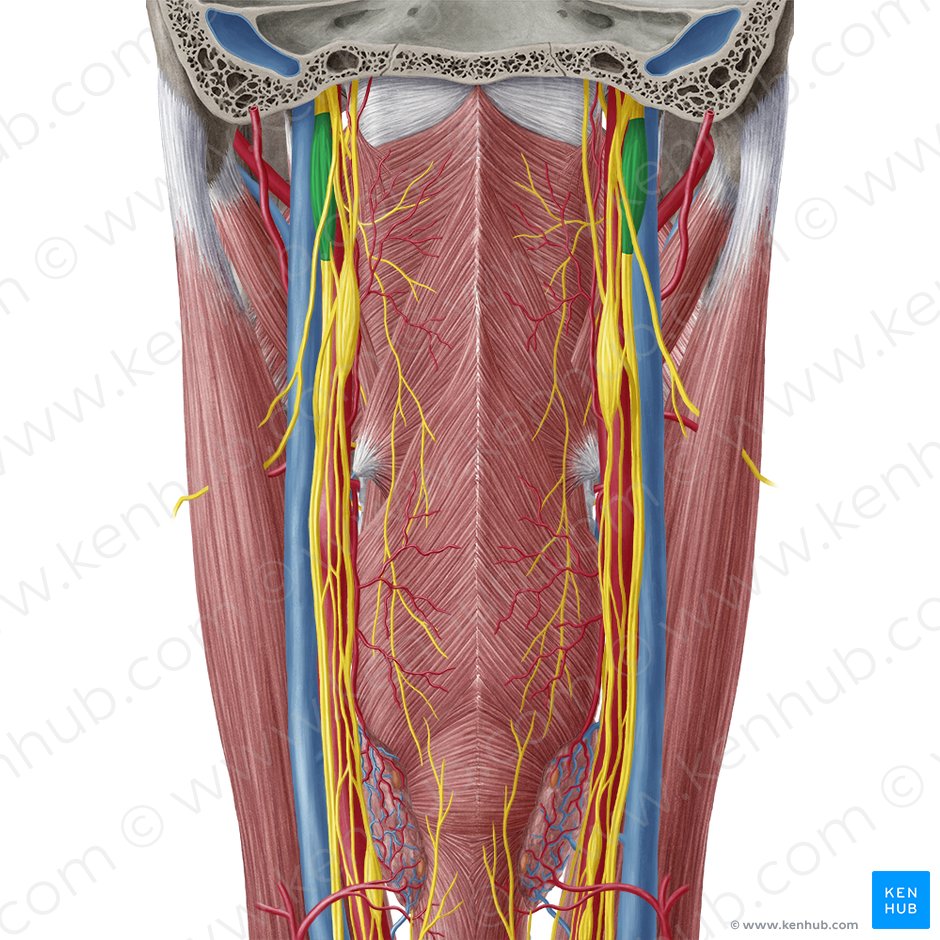 Inferior ganglion of vagus nerve (Ganglion inferius nervi vagi); Image: Yousun Koh