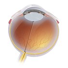 Anatomia do globo ocular 