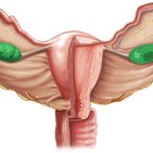 Ovaries (female gonads)